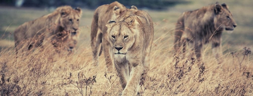 Lions are walking