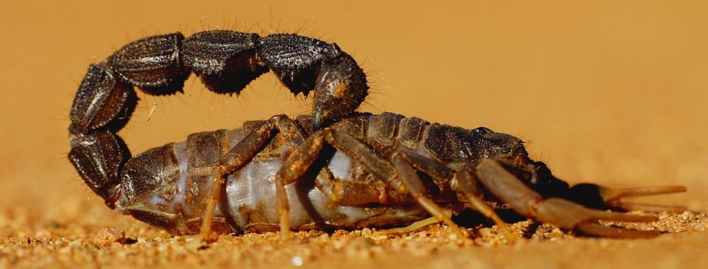A Scorpion