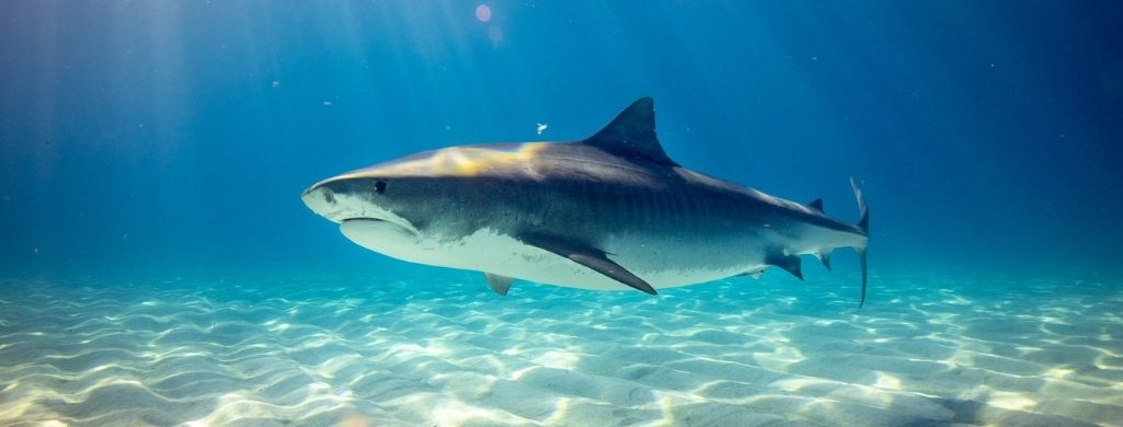 A Swimming Shark