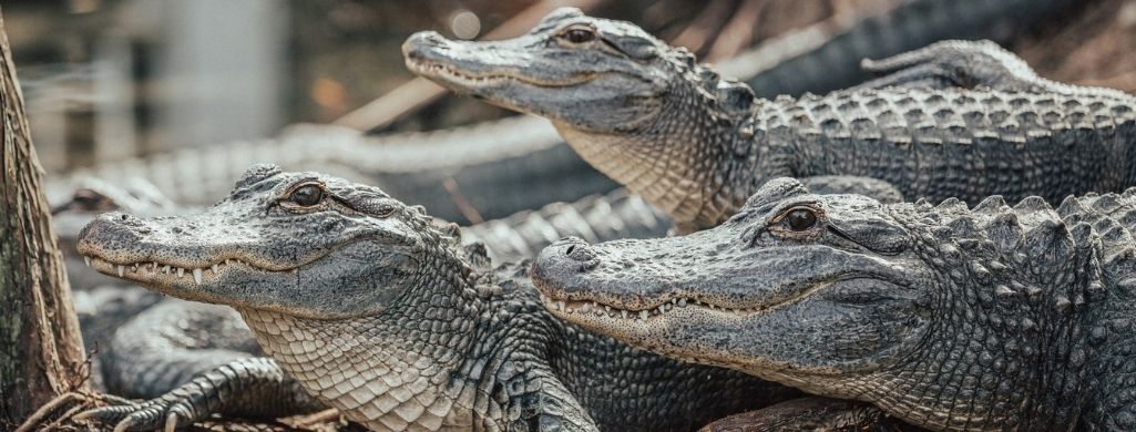 Alligators