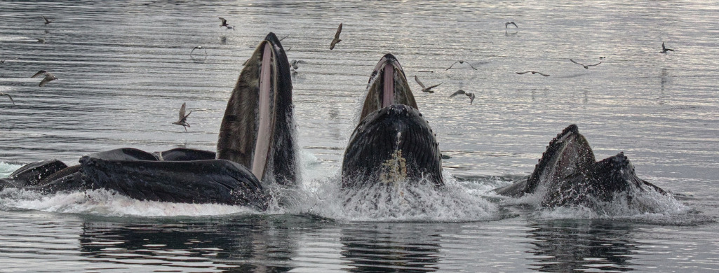 Whales are on water surface