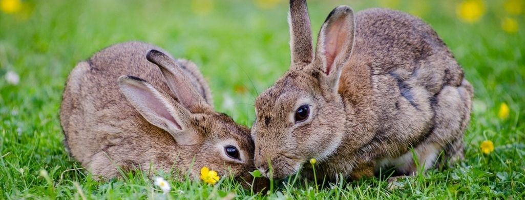2 gray rabbits eating grass