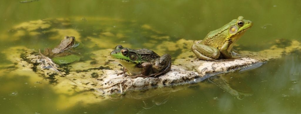 Frogs in water
