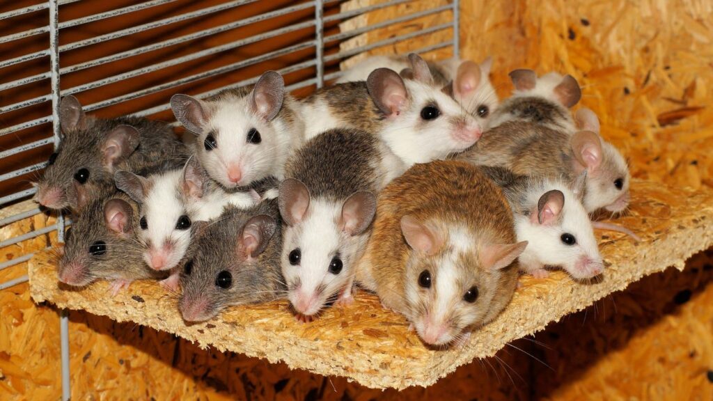 a group of mouse