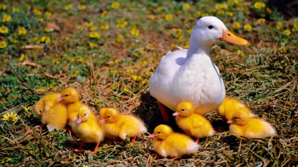 mother duck and her ducklings