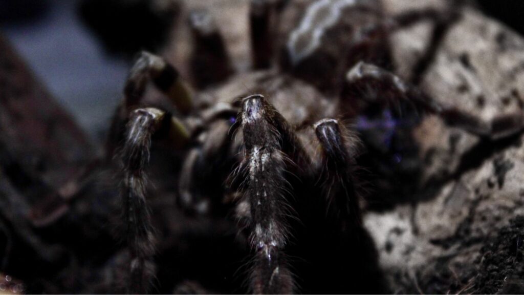 a black tarantula