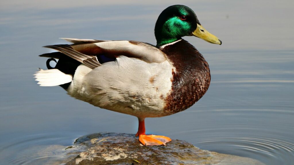 a duck standing on a stone