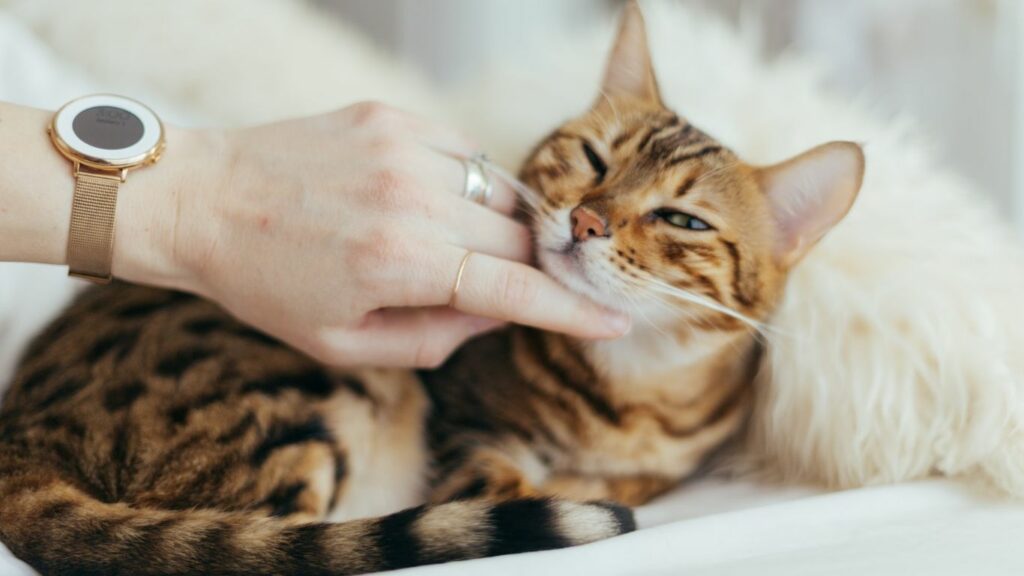 a cat and a hand