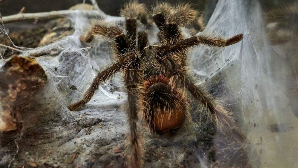 tarantula and its web