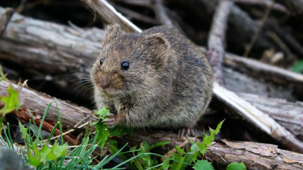 a black mouse