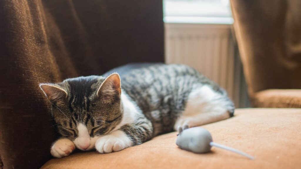 a cat with a mouse