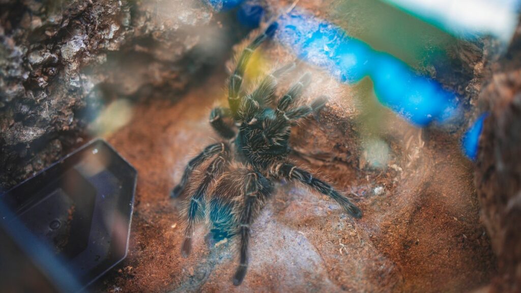 a tarantula