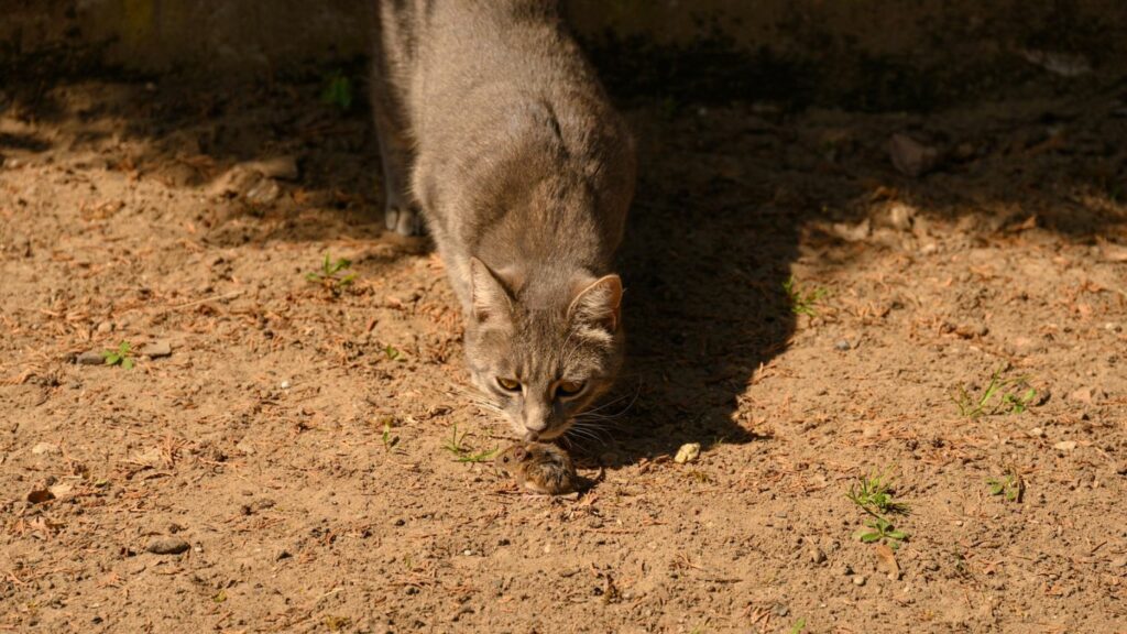 a cat in front of a mouse
