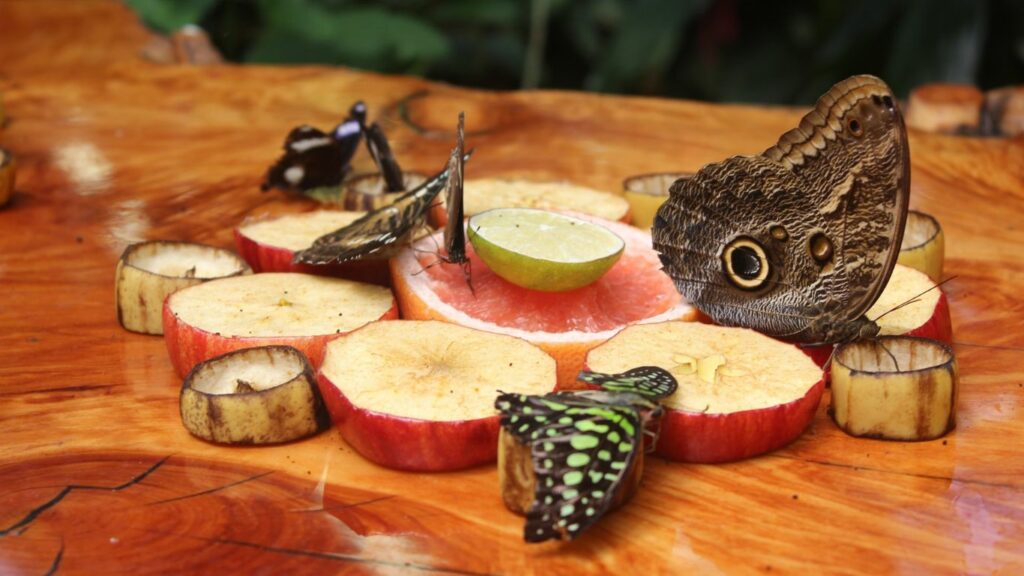 moths on fruit