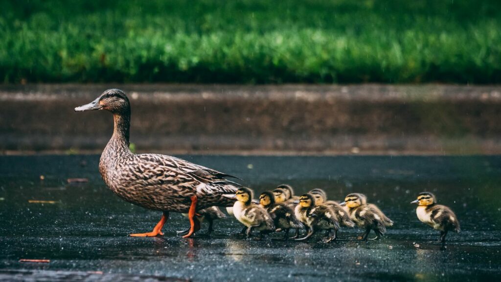 ducklings following duck mother
