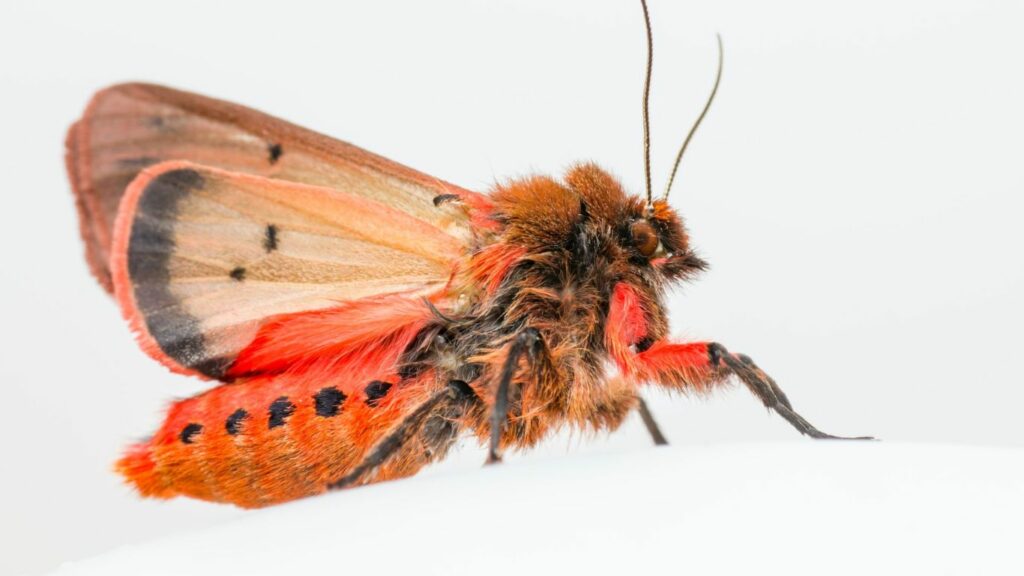 a close look at a moth
