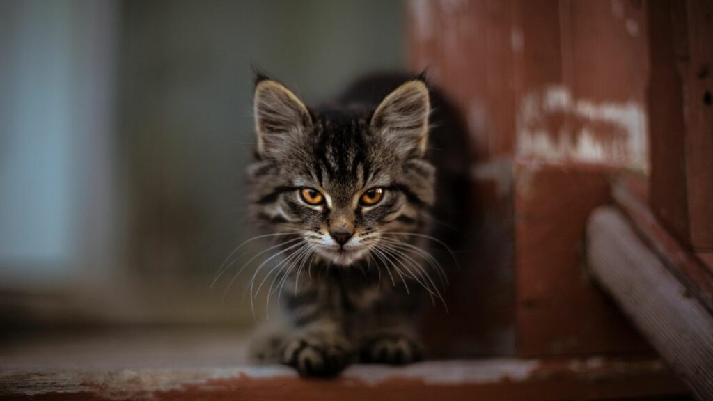 an aggressive cat