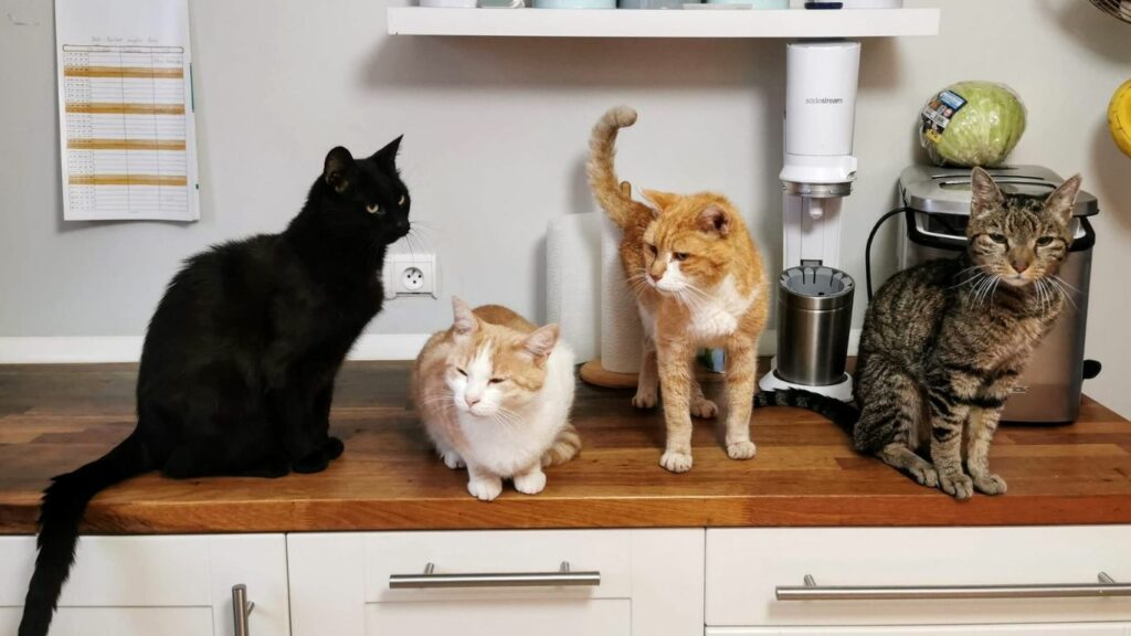 cats