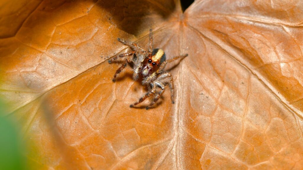a tarantula