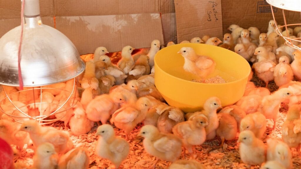 chicks