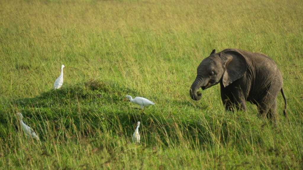 a baby elephant