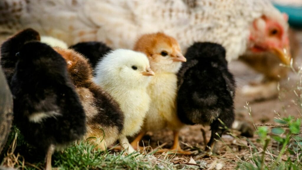 different colors chicks