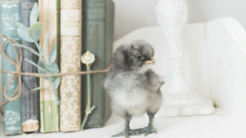 a chick in front of books