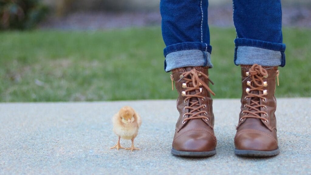 a chick and a human legs