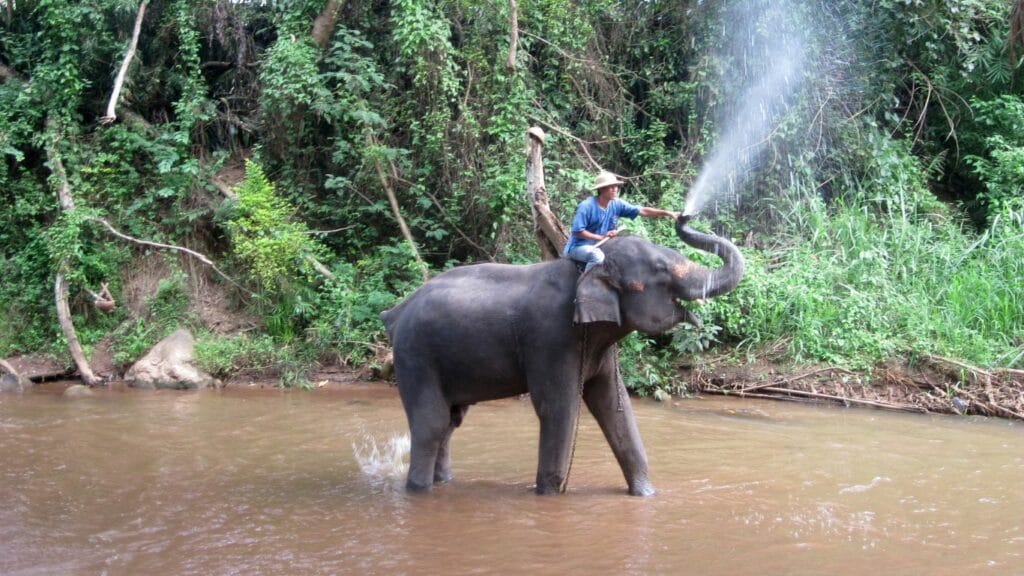 a man rides on a elephant