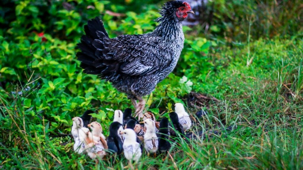 a mother chicken and chicks