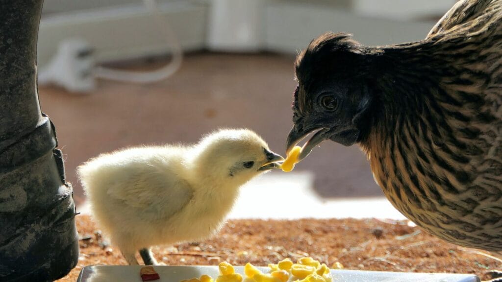 a chicken feeding a chick