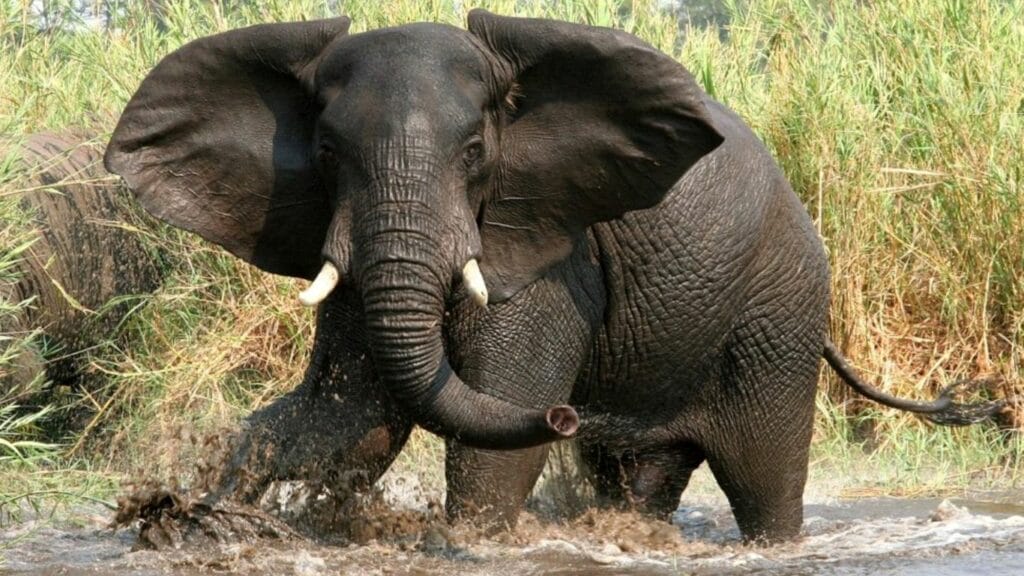 an angry elephant eyes on you