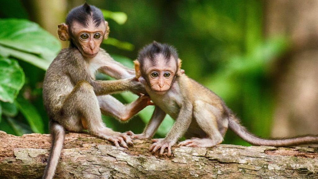Monkey babies